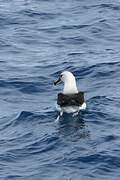 Grey-headed Albatross