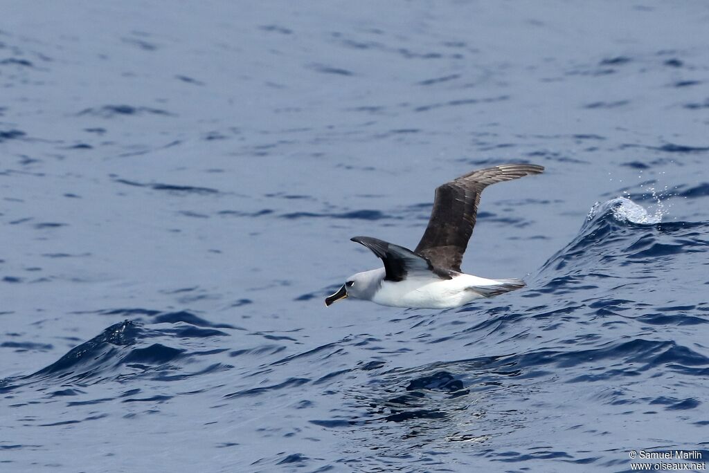 Grey-headed Albatross