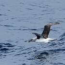 Albatros à tête grise