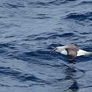 Albatros à tête grise