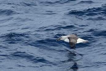 Albatros à tête grise