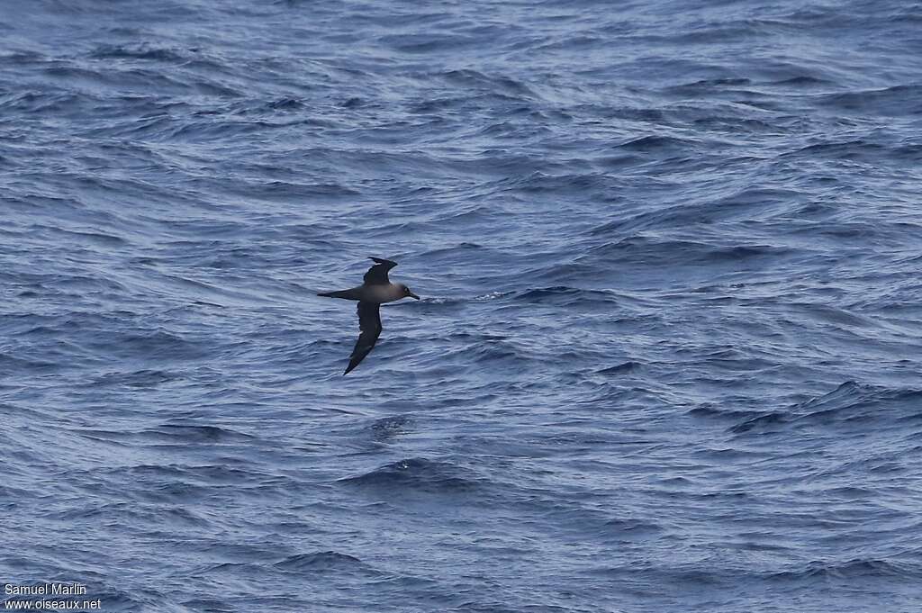 Sooty Albatrossadult, Flight