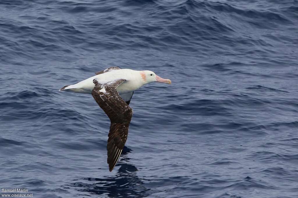 Snowy AlbatrossFourth year, pigmentation, Flight