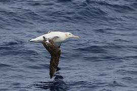 Wandering Albatross