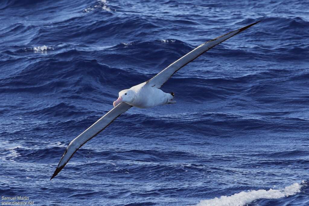 Snowy AlbatrossFourth year, habitat, Flight