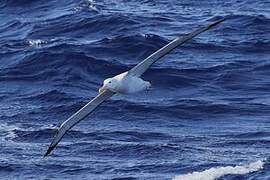 Snowy Albatross