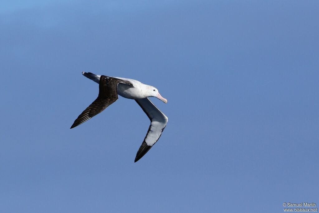 Snowy AlbatrossFourth year