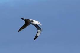 Wandering Albatross