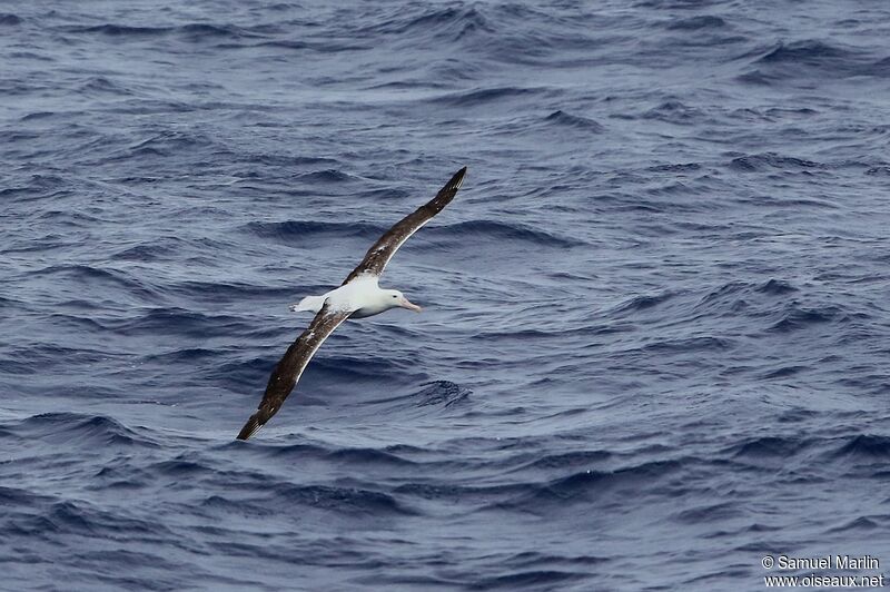 Albatros royalsubadulte