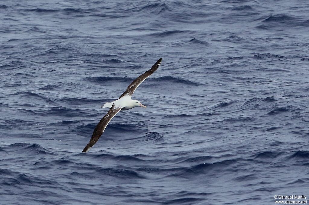 Southern Royal Albatrosssubadult