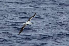 Southern Royal Albatross