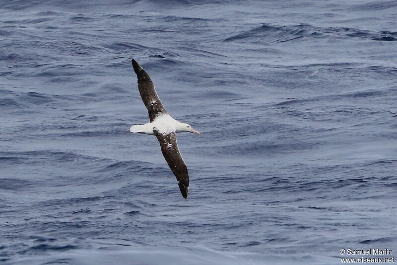 Albatros royalsubadulte, Vol