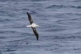 Southern Royal Albatross