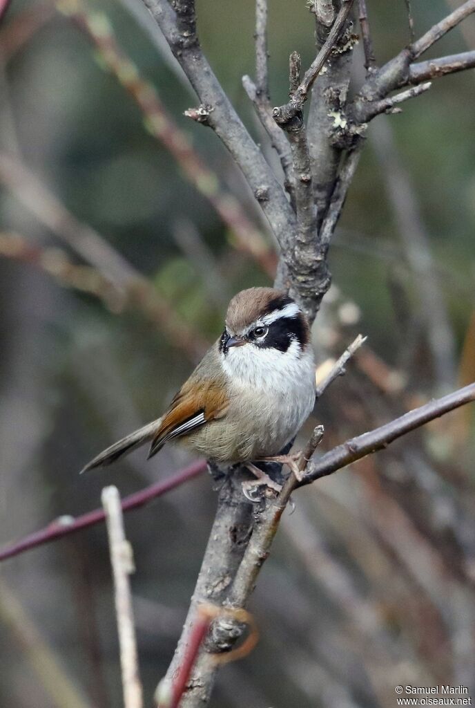 White-browed Fulvettaadult