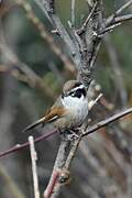 White-browed Fulvetta