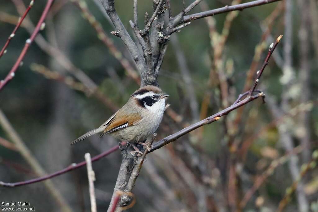 White-browed Fulvettaadult, identification