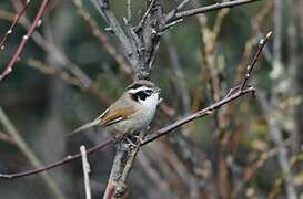 White-browed Fulvetta