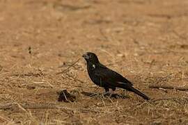 White-billed Buffalo Weaver