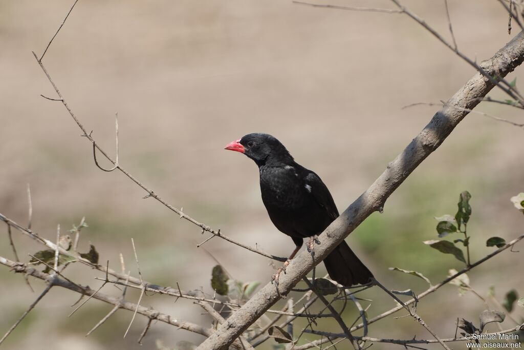 Red-billed Buffalo Weaver