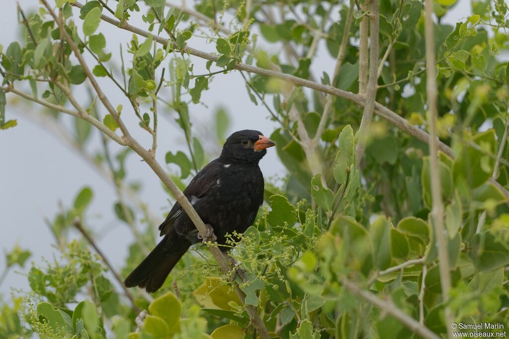 Red-billed Buffalo Weaveradult