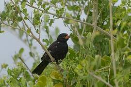 Red-billed Buffalo Weaver