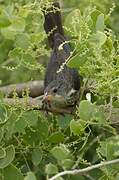 Red-billed Buffalo Weaver