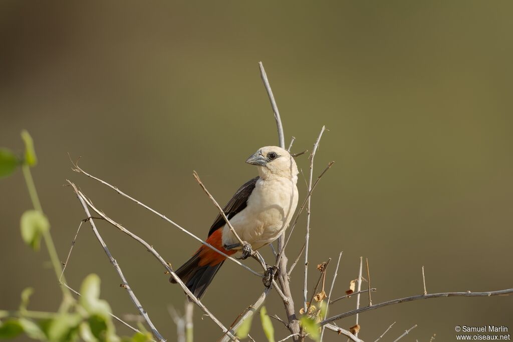 White-headed Buffalo Weaver male adult