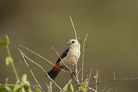 White-headed Buffalo Weaver