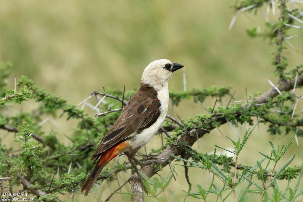 White-headed Buffalo Weaveradult