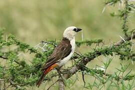 White-headed Buffalo Weaver