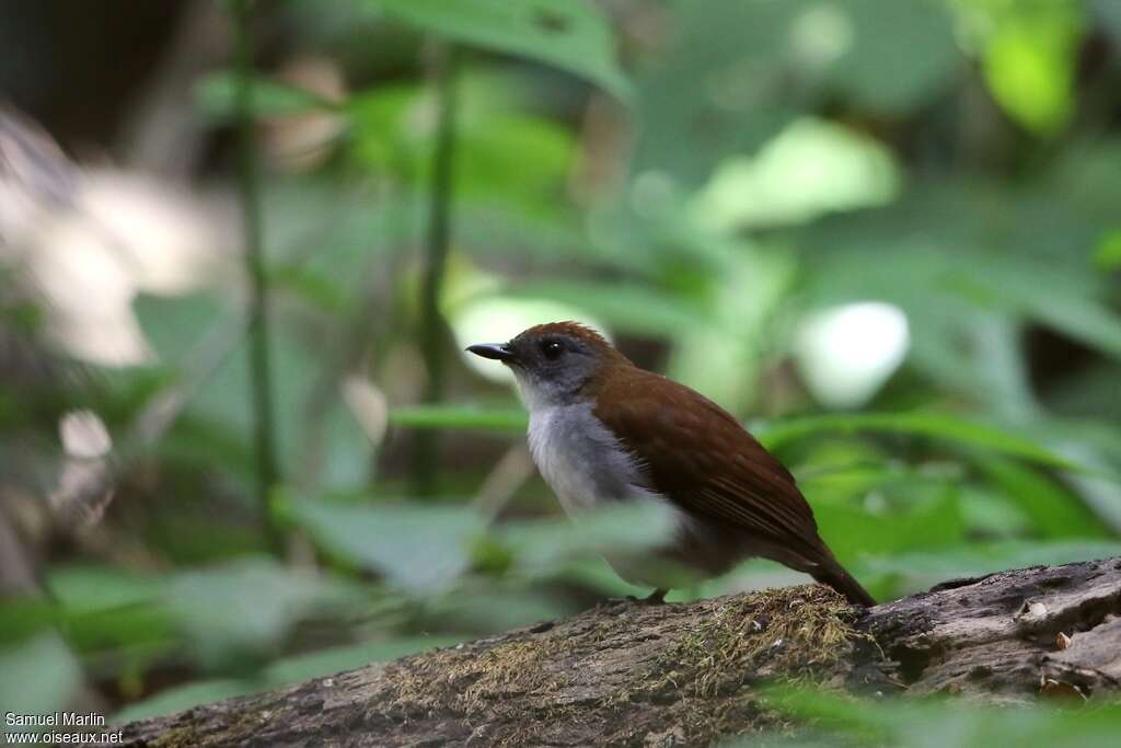 Fire-crested Aletheadult, habitat, pigmentation