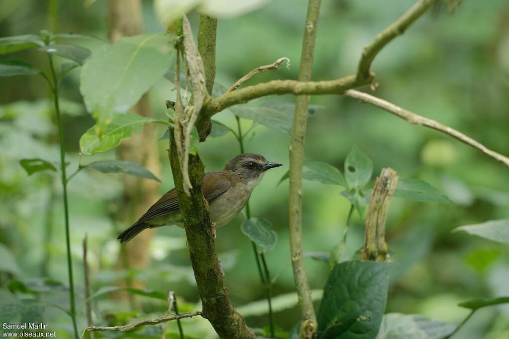 Brown-chested Aletheadult