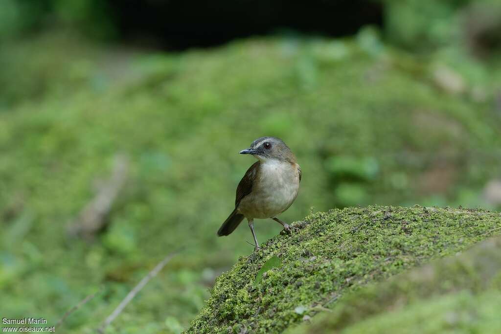 Alèthe à poitrine bruneadulte, habitat