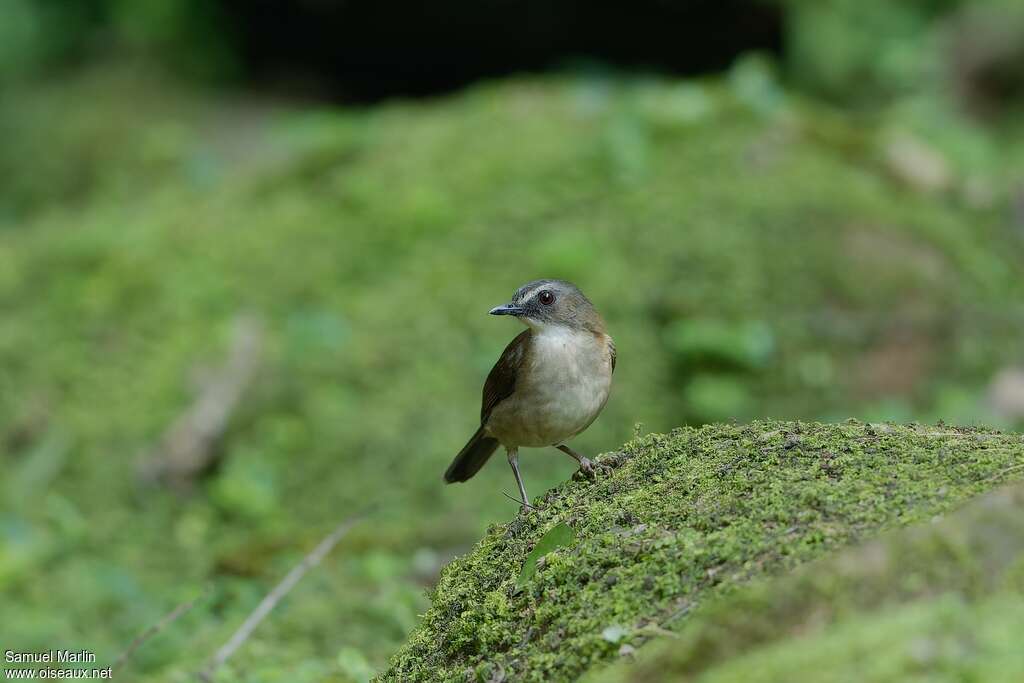 Brown-chested Aletheadult