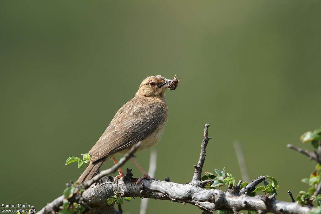 Pink-breasted Larkadult, feeding habits