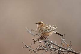 Pink-breasted Lark