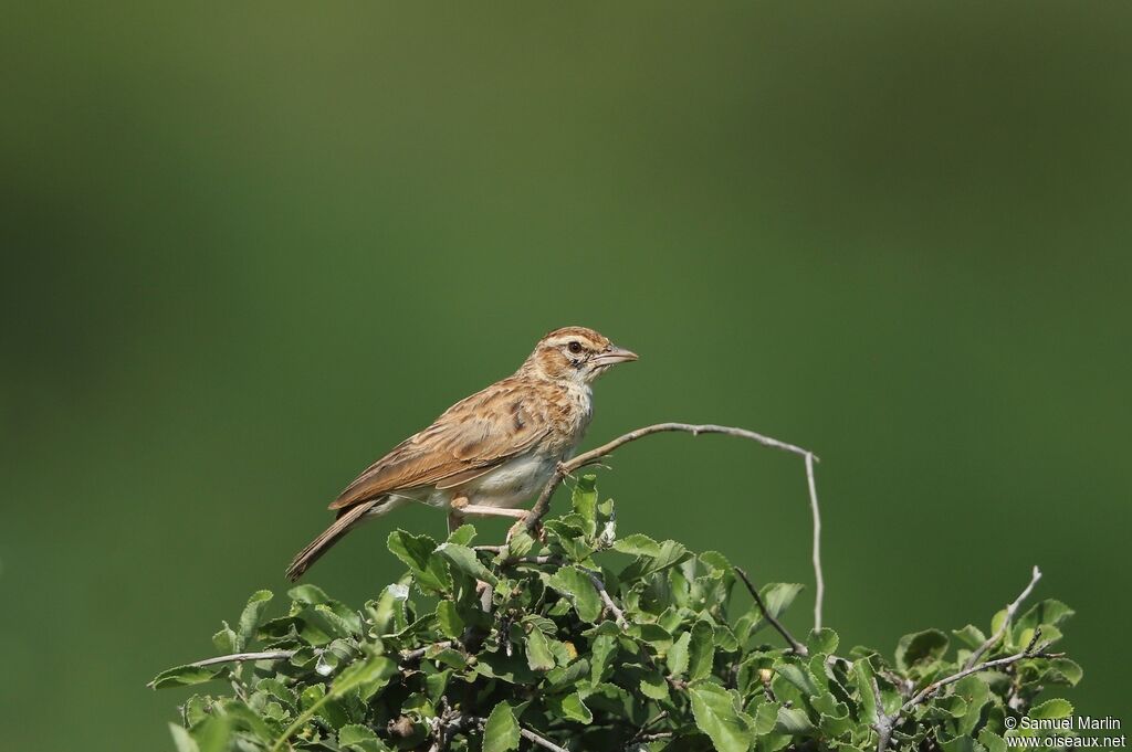 Alouette abyssinienneadulte, habitat, pigmentation