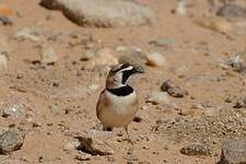 Alouette bilophe