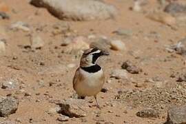 Alouette bilophe