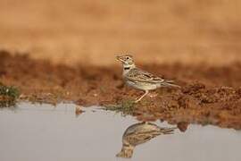 Calandra Lark