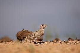 Greater Short-toed Lark