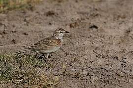 Red-capped Lark