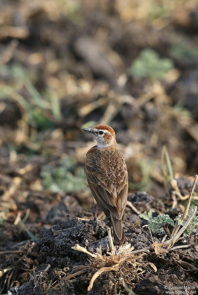 Red-capped Larkadult