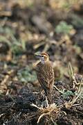 Red-capped Lark