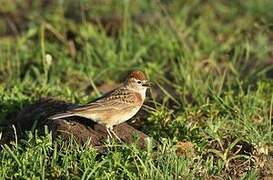 Red-capped Lark