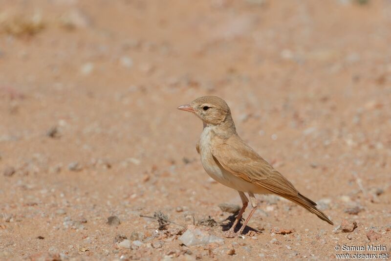 Dunn's Larkadult