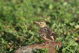 Sentinel Lark