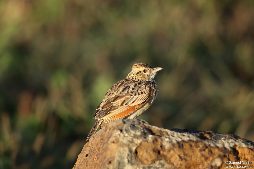 Sentinel Lark male adult