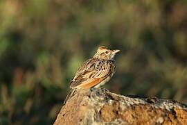 Sentinel Lark