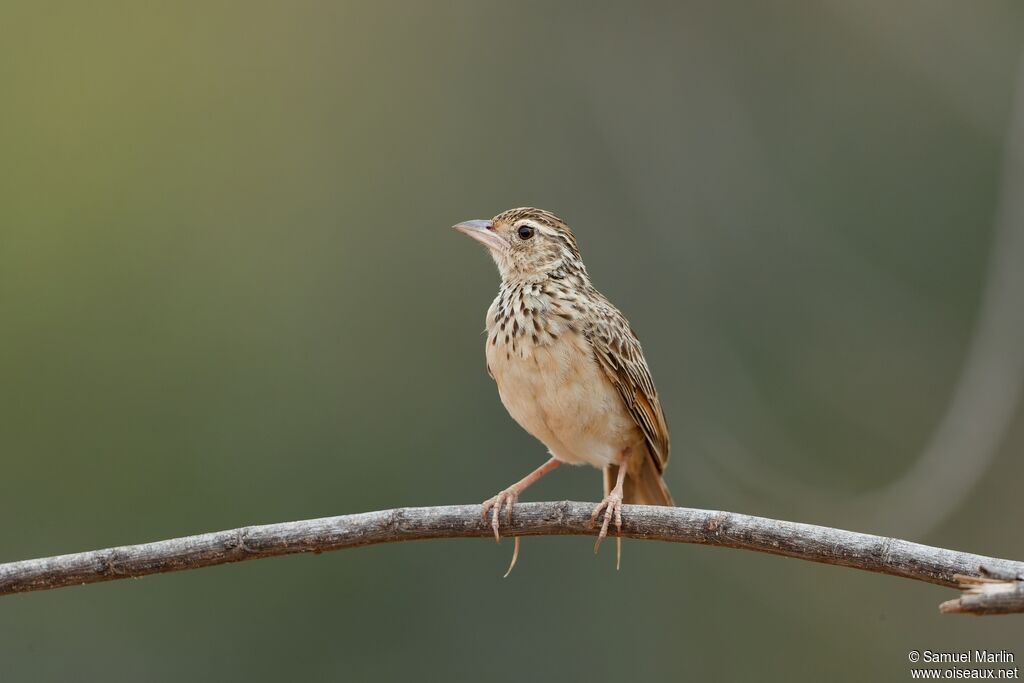 Jerdon's Bush Larkadult